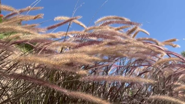 Red Pennisetum ornamental grass flowing in the wind at sunset
