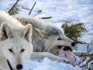 Fototapeta premium Two polar wolves against a background of white snow and spruce branches. One arctic wolf is eating a chicken carcass, another is coming towards you.