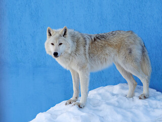 Obraz premium A polar wolf stands on a snowy hill near a blue wall and looks at you. Full length photo. Background with a polar wolf.