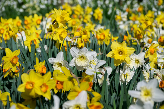 mixed field of yellow and white daffodils with yellow, white, and orange centers