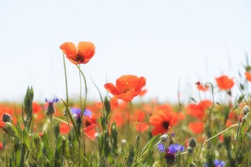 Fototapeta premium Field of blooming red poppies and blue cornflowers under a bright sky. Natural floral background suitable for spring, summer, and ecology-themed designs with copy space.