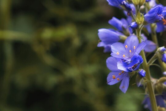 Close up of blue Polemonium flowers blooming against a blurred green background. Floral composition with copy space for nature, gardening, and wellness-themed backgrounds.