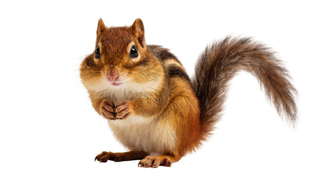 Isolated adorable eastern chipmunk with full cheeks looking at camera, studio shot