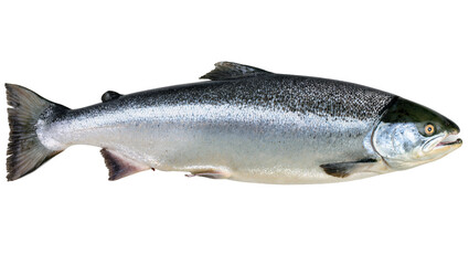 Obraz premium Isolated fresh whole Atlantic salmon fish, side view, raw seafood for market or cooking