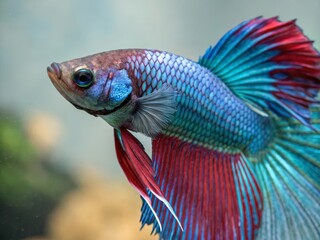 Fototapeta premium Betta Super Delta Fish Close-Up Vibrant Colors Detailed Scales Underwater Photography Aquarium