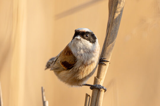 Eurasian Penduline Tit Bird