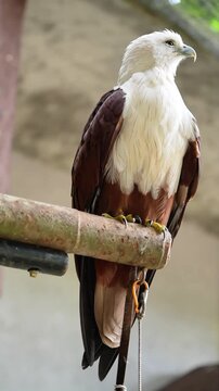 eagle in the zoo, portrait of brahminy kite preening, the awake owl in the afternoon, owl daily routine