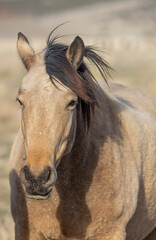Obraz premium Wild Horse in Springtime in the Utah Desert