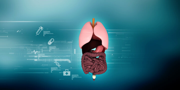 
3d illustration human digestive system