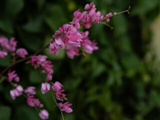 Obraz premium Elegant Pink Blossoms with Soft Bokeh in Lush Green Garden