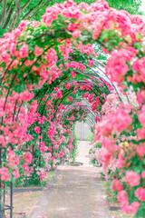 Fototapeta premium 5月 母の日 ピンクの薔薇のアーチトンネル 