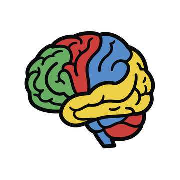 Colorful Cartoon Brain Illustration with Segmented Sections for Educational Use, Front View, White Background