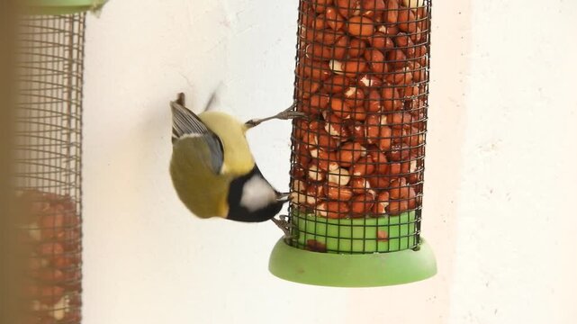 small wild bird big tit, Latin.  Parus major, - feeds on a mesh feeder. filled with fresh peanuts. He picks out a nut and flies away