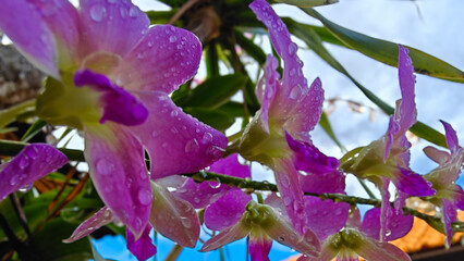 Purple Orchid Flowers with Fresh Raindrops in Tropical Garden