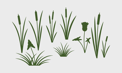 Fototapeta premium Variety of cattails and aquatic plants in a freshwater ecosystem