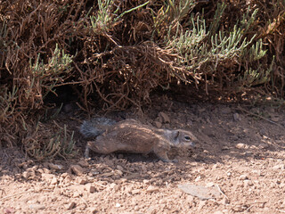 Obraz premium Atlas-Hörnchen in natürlicher Umgebung auf Fuerteventura 