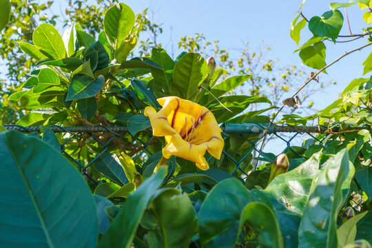 Yellow Cup of Gold Vine flower blooming among green leaves near a metal fence.