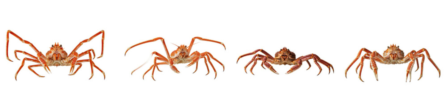 Four Brown Spiders Displayed in a Row on White Background.