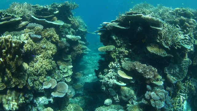 Fragile, reef-building corals dominate on a shallow coral reef in Fiji. This South Pacific island group harbors high marine biodiversity and is a popular destination for divers and snorkelers.