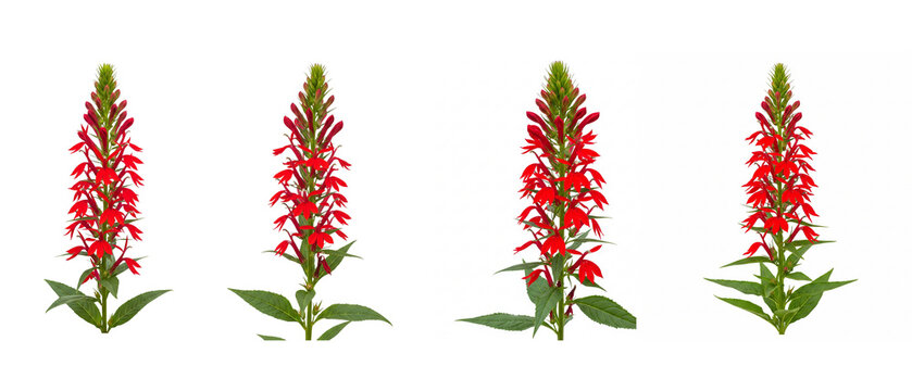 Four Cardinal Flowers in a Row on White Background.