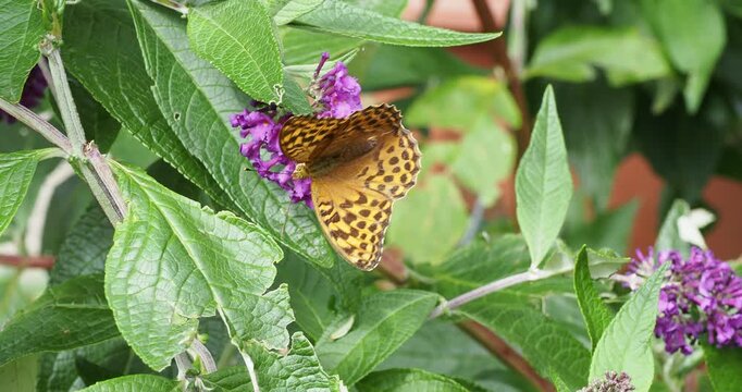 (Argynnis paphia) Un papillon Tabac d'Espagne femelle, butinant une fleur de Buddleia de David
