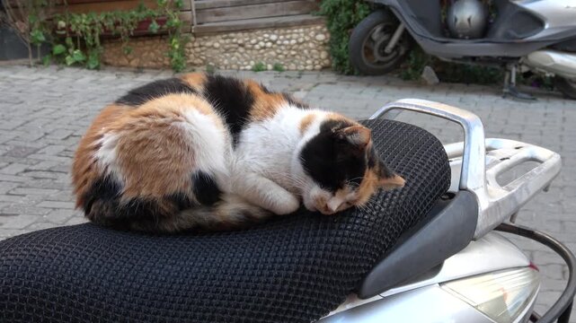 Kas, Turkey - 7th of February 2025: 4K A beautiful calico cat is curled up and sleeping peacefully on the black mesh seat of a motor scooter
