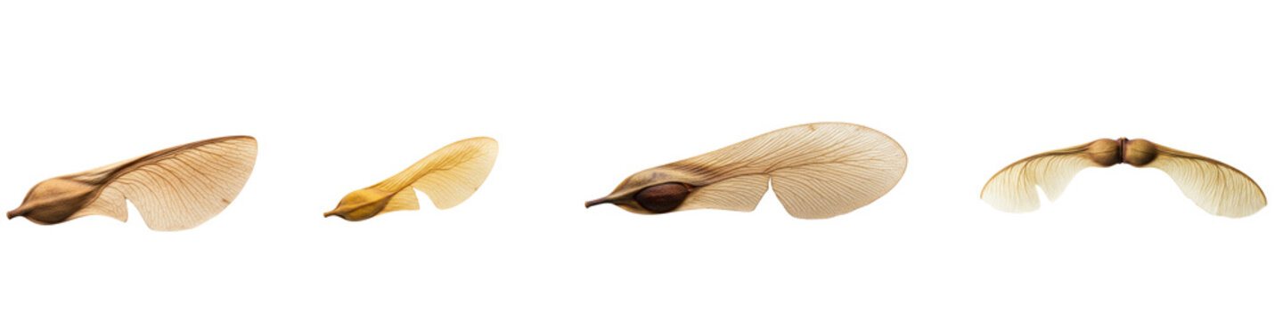Four Closeup Views of a Single Maple Seed.