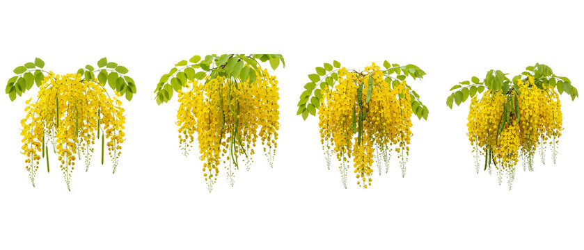 Four clusters of bright yellow Golden Chain tree flowers hanging down.