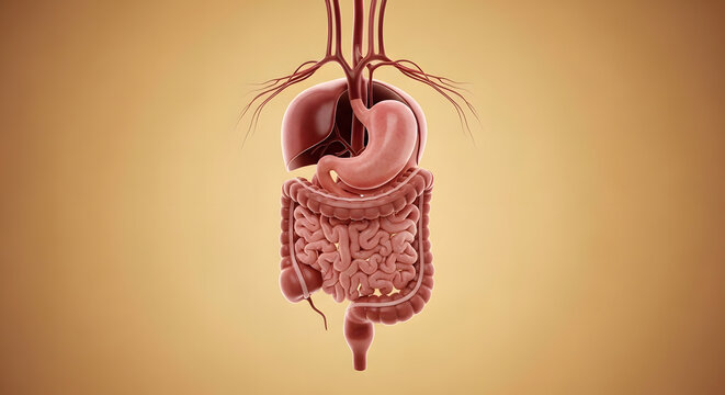 Human Digestive System Anatomy with Liver, Stomach, Intestines and Vascular Network