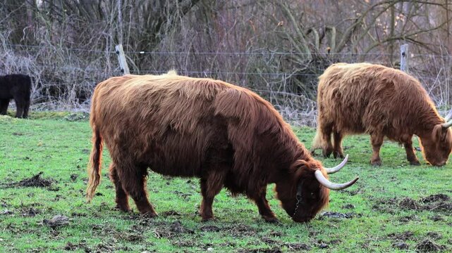 Schottische Hochlandrinder grasen gemeinsam auf Weide im Abendlicht