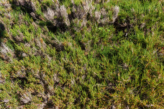 Coastal Succulent Groundcover and Drought-Resistant Green Texture in Sunny Seaside Landscape