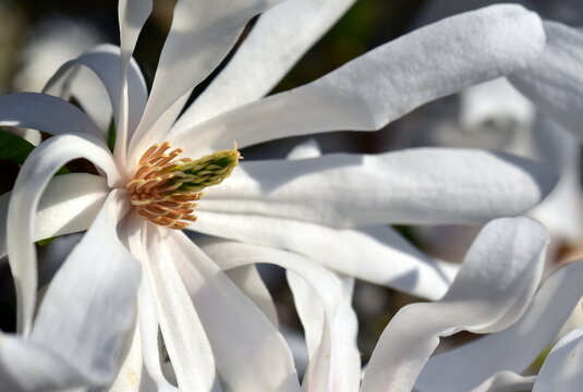 Nahaufnahme einer Sternmagnolienbl&uuml;te