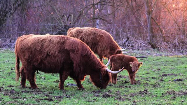 Hochlandrinder mit Kalb grasen auf Weide im warmen Abendlicht