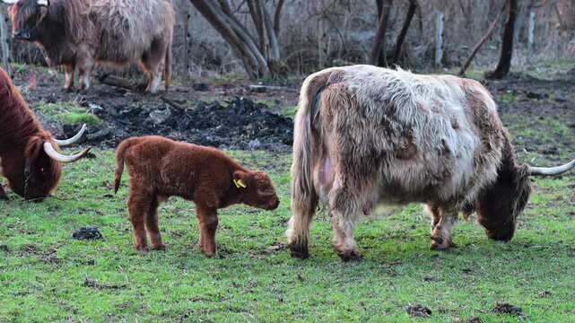 Kalb n&auml;hert sich vorsichtig Rind und schnuppert auf Weide