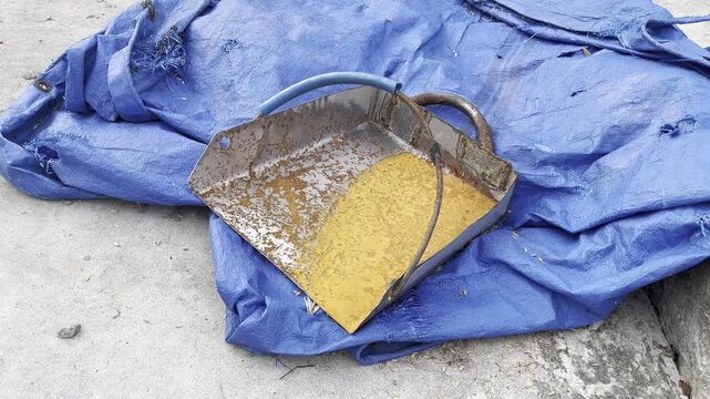 Yellow Grains in Metal Scoop on Blue Tarp