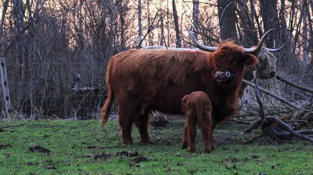 Kalb n&auml;hert sich Muttertier und erschrickt nach Abwehrbewegung auf Weide