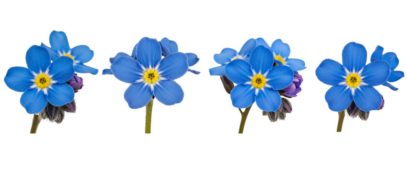Four Delicate Blue ForgetMeNot Flowers Isolated on White Background.