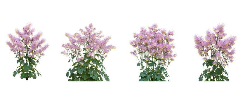 Four delicate pink astilbe plants with green foliage on a white background.