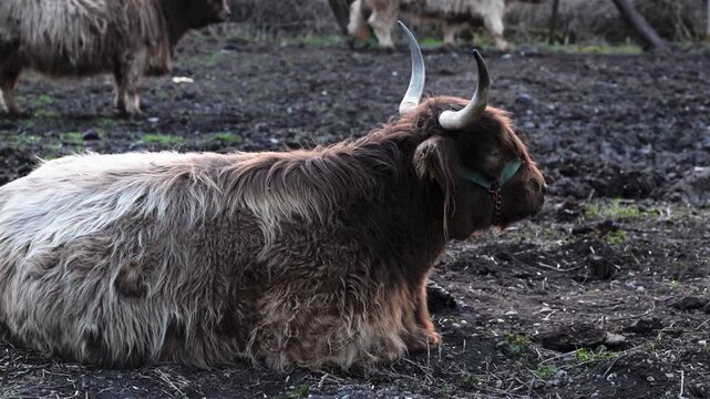 Ruhendes schottisches Hochlandrind in Seitenansicht auf der Weide bei Abendlicht