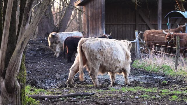 Schottisches Hochlandrind steht und l&auml;uft los auf schlammiger Weide bei Abendlicht