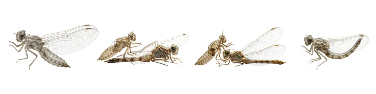 Four different insects including robber flies and dragonflies isolated on white background.