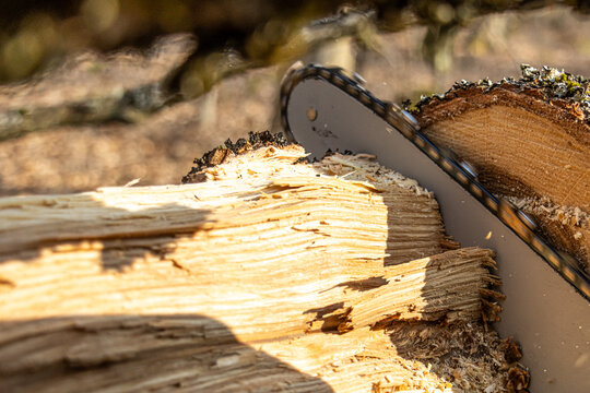 A chainsaw cuts through large tree trunks in a forest setting. Wood chips scatter as logs are processed, showing active forestry work, timber production, and the use of powerful tools in woodland mana