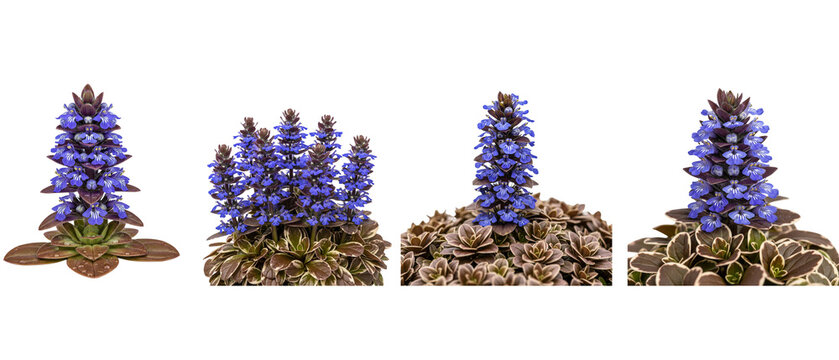 Four distinct clusters of Ajuga reptans flowers in bloom.