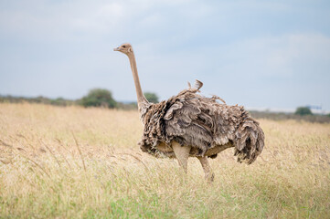 A common ostrich (Struthio camelus) stands in open grassland beneath scattered cumulus clouds in Masai Mara, Kenya. © Dmatneck