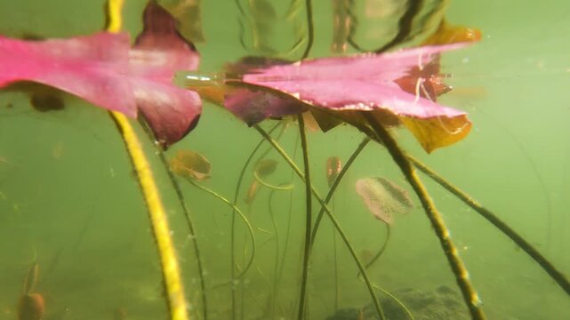 Yellow Water Snowflake, Nymphoides peltata,from the bottom of the lake to the surface,  underwater leaves, acquatic plant, underwater, underwater view,  Varallo Sesia,  Sant'Agostino Lake, Piemonte, I