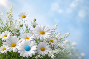 Obraz premium White daisy flowers bouquet on blue background, floral spring copyspace fresh greeting design