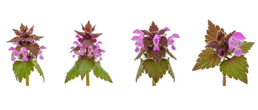 Four distinct purple deadnettle flowers isolated on a white background.