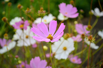 Fototapeta premium Floral Idyl: Cosmos in Soft Focus