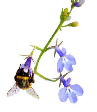 Blue lobelia and a busy bumblebee