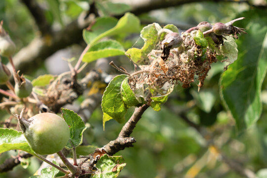 Apple tree branch with pest infestation